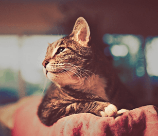 測(cè)繪CAD丨批量標(biāo)注坐標(biāo),你不需要嗎?